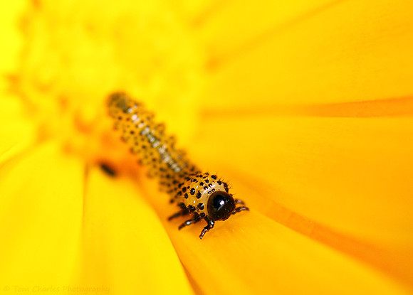Large White Caterpillar