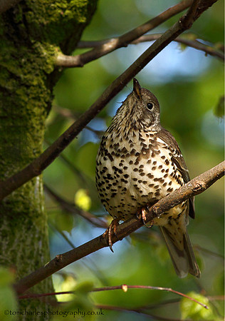 Mistle Thrush