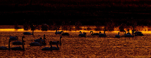 Swans At Dusk