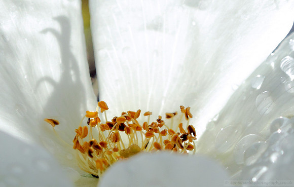 Translucent Summer