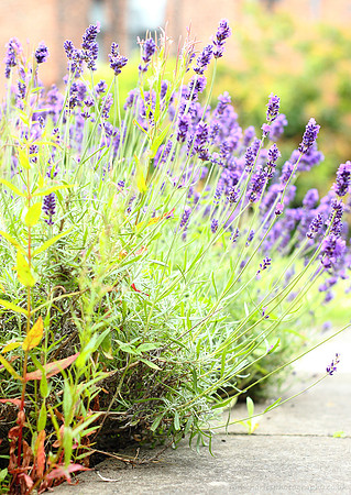 Lavender