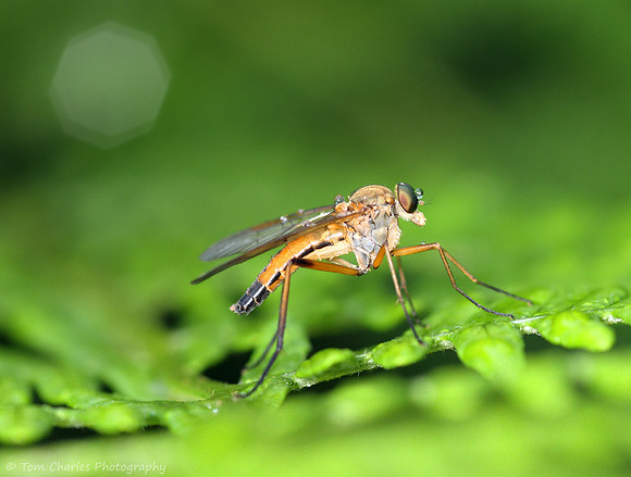 Snipe Fly