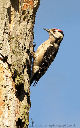Lesser Spotted Woodpecker