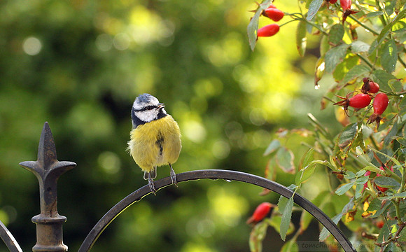 Blue Tit