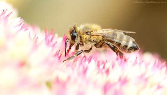 Honey Bee