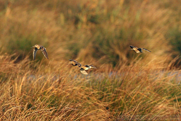 Four Snipe Flight