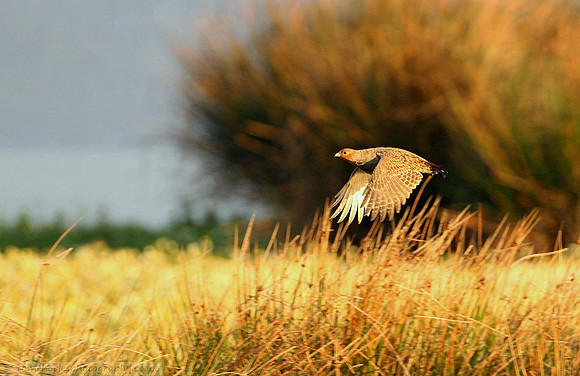 Grey Partridge