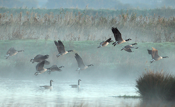 Canada Geese