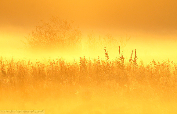 Misty Meadow Morning