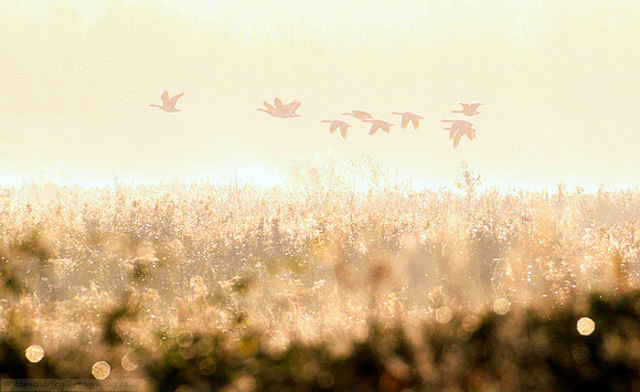 Good Morning Geese