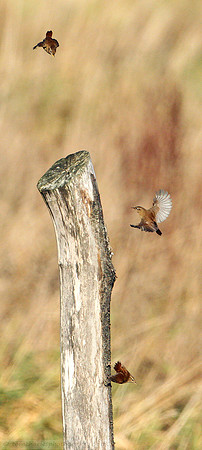 Rioting Wren