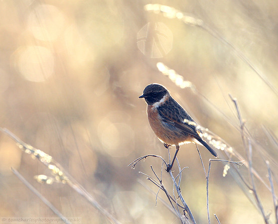 Stonechat