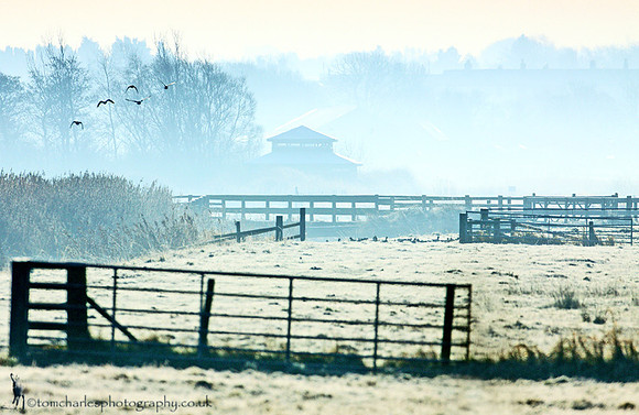 'Pink Feet, Blue Haze'