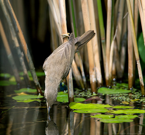Reed Warbler