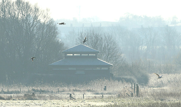Harrier Over Hide