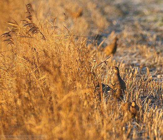 Field of Female Pheasant