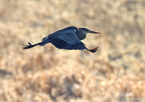 Grey Heron - Juvenile