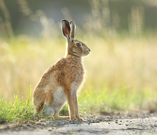 Hare Sat Nice