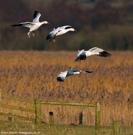Snow Geese