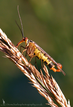 Scorpion Fly