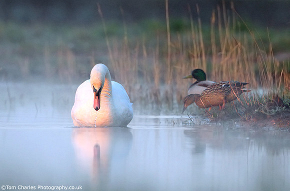 'Mirror Mirror...'