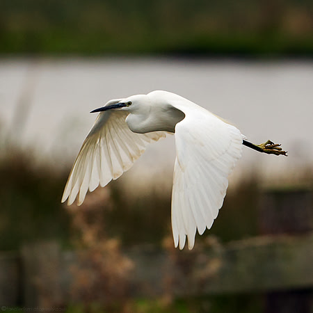 Little Egret - 3