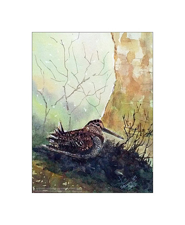 Winter Woodcock