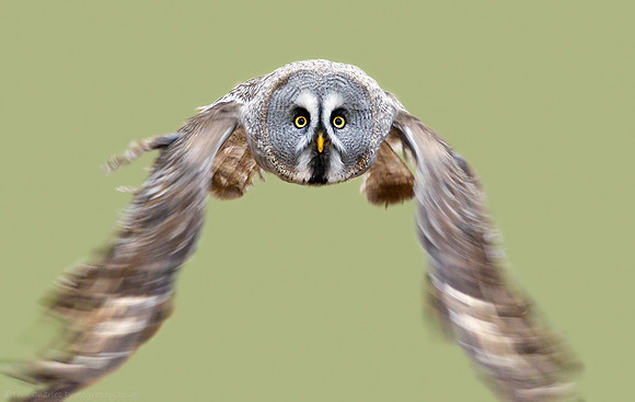 Great Grey Owl