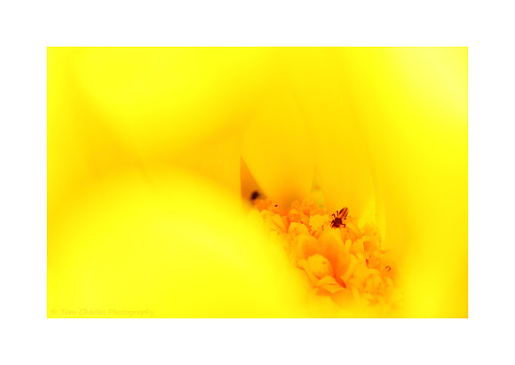 Orange Chamber