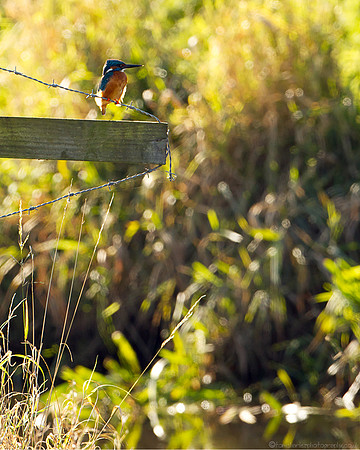 Guardian of The Sluice