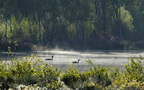 'Gooses' In The Mist
