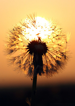 Seeds Of A New Day