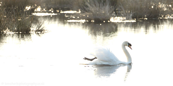Princely White