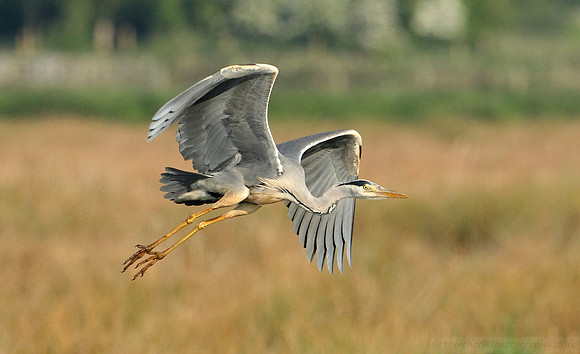 Grey Heron