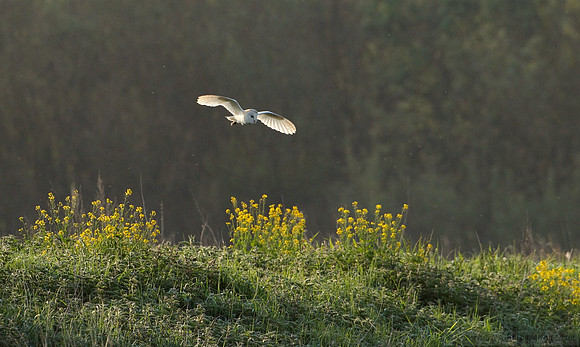 Barn Owl - male