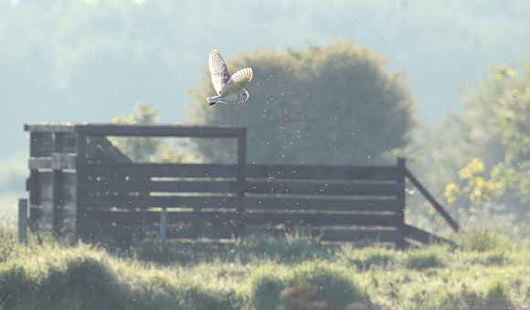 Morning Light Flypast