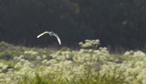 Across The Hedgerow