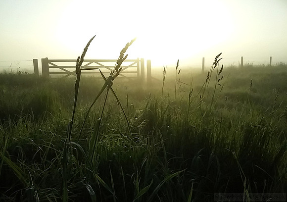 Spring Mist
