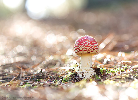Fly Agaric Mushroom