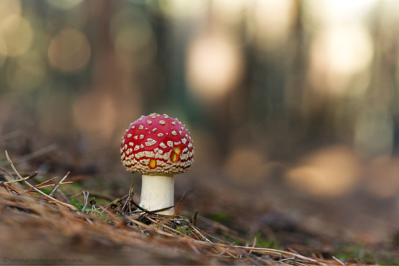 Beacon In The Woods