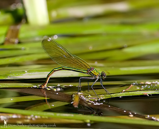 Banded Demoiselle Damselfly - female