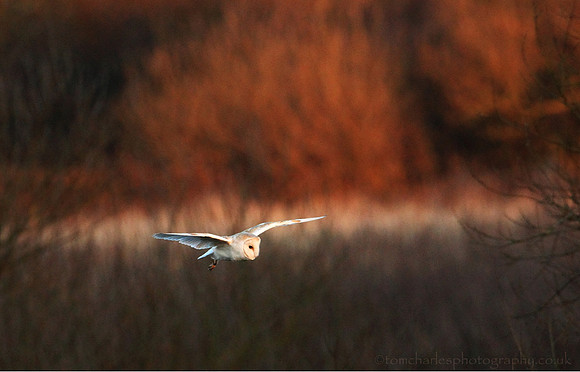 Barn Owl Evening Recce