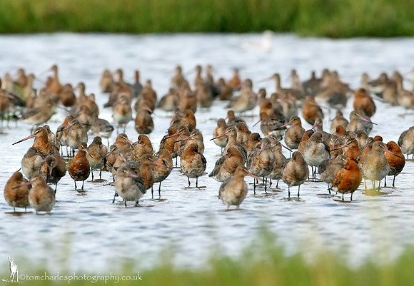 Black-tailed Godwit
