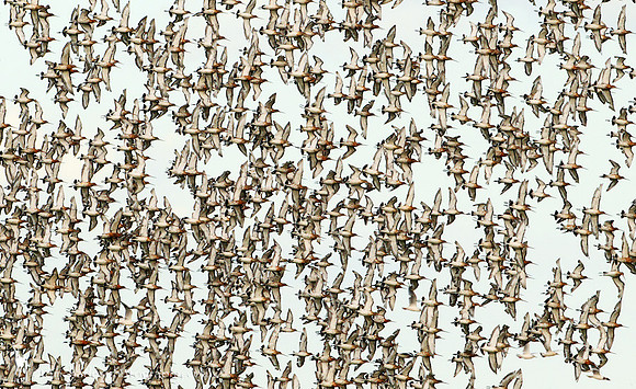 Black-tailed Godwit