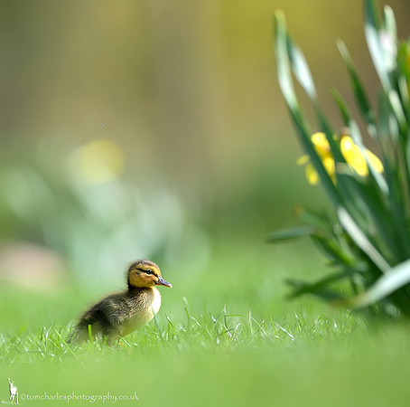 Daffs and Ducks