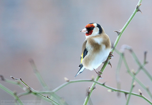 Goldfinch