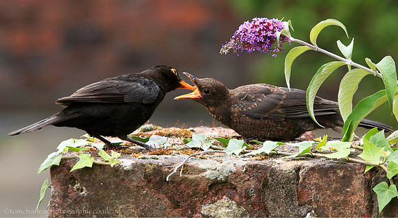 Juvenile Blackbird Being Fed