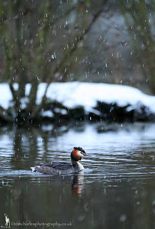Summer Plumage; Winter Snow
