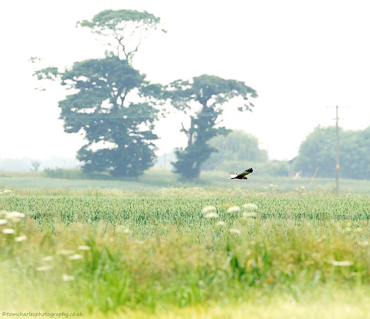 Hogweed and Harrier