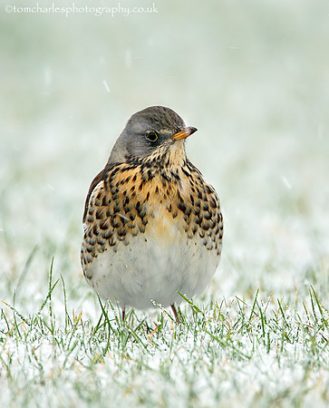 Fieldfare